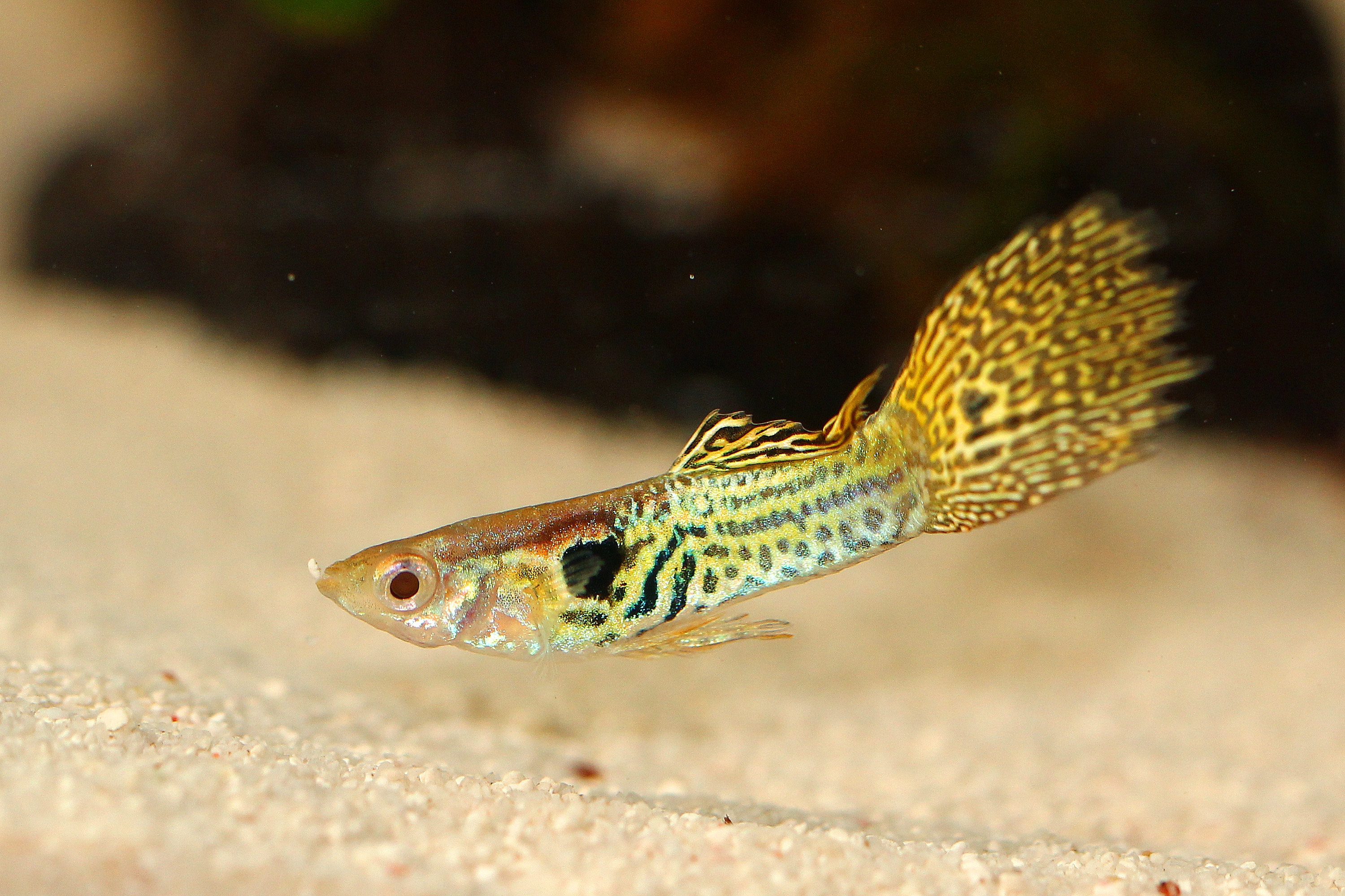 Yellow Tiger Guppy